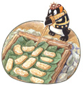 文章配圖:魯凱族人在烤小米餅