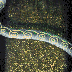 《Lrikulau：里古烙》百步蛇圖案的旁邊