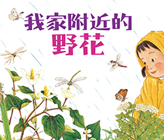 我家附近的野花