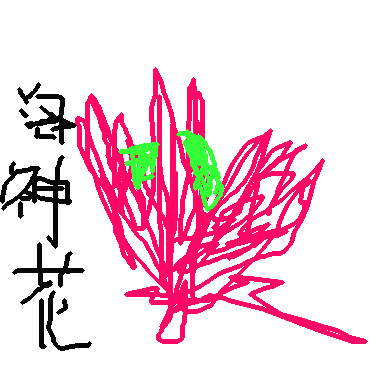 洛神花