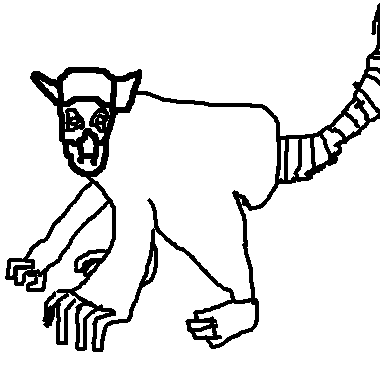環尾狐猴
