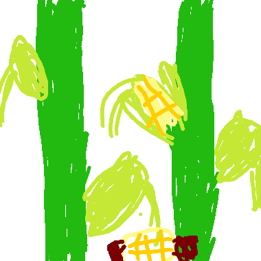 玉米田