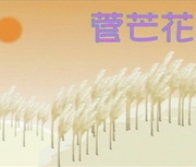 管芒花